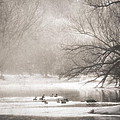 Riverbank Morning