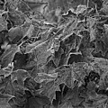 Leaves Study